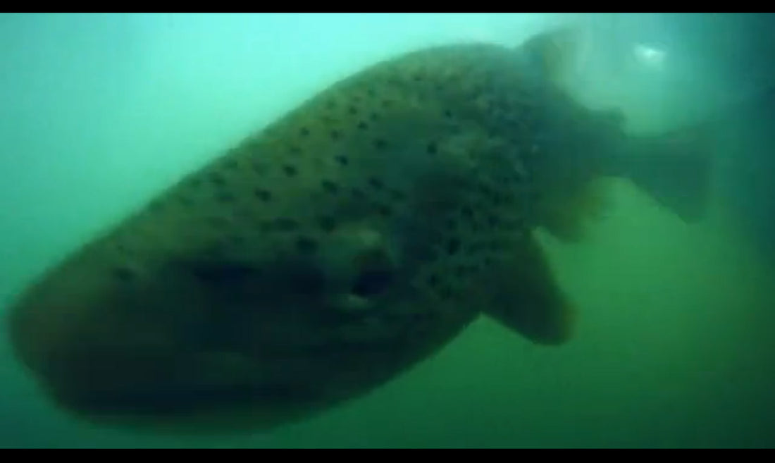 Spreading the Holiday Cheer