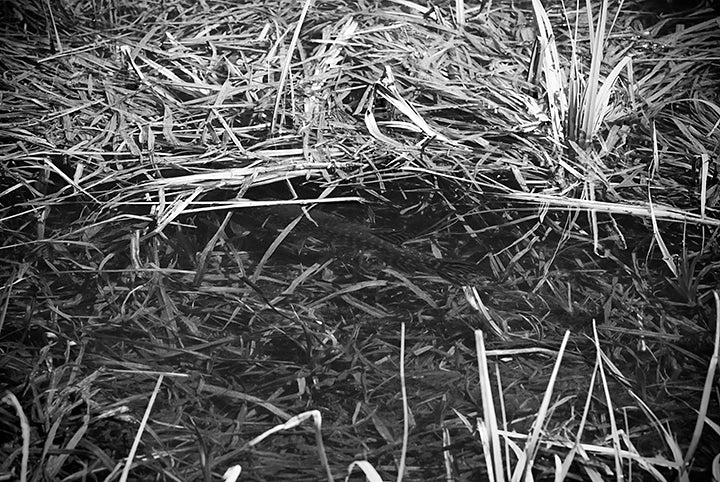 Pike on the Western Slope