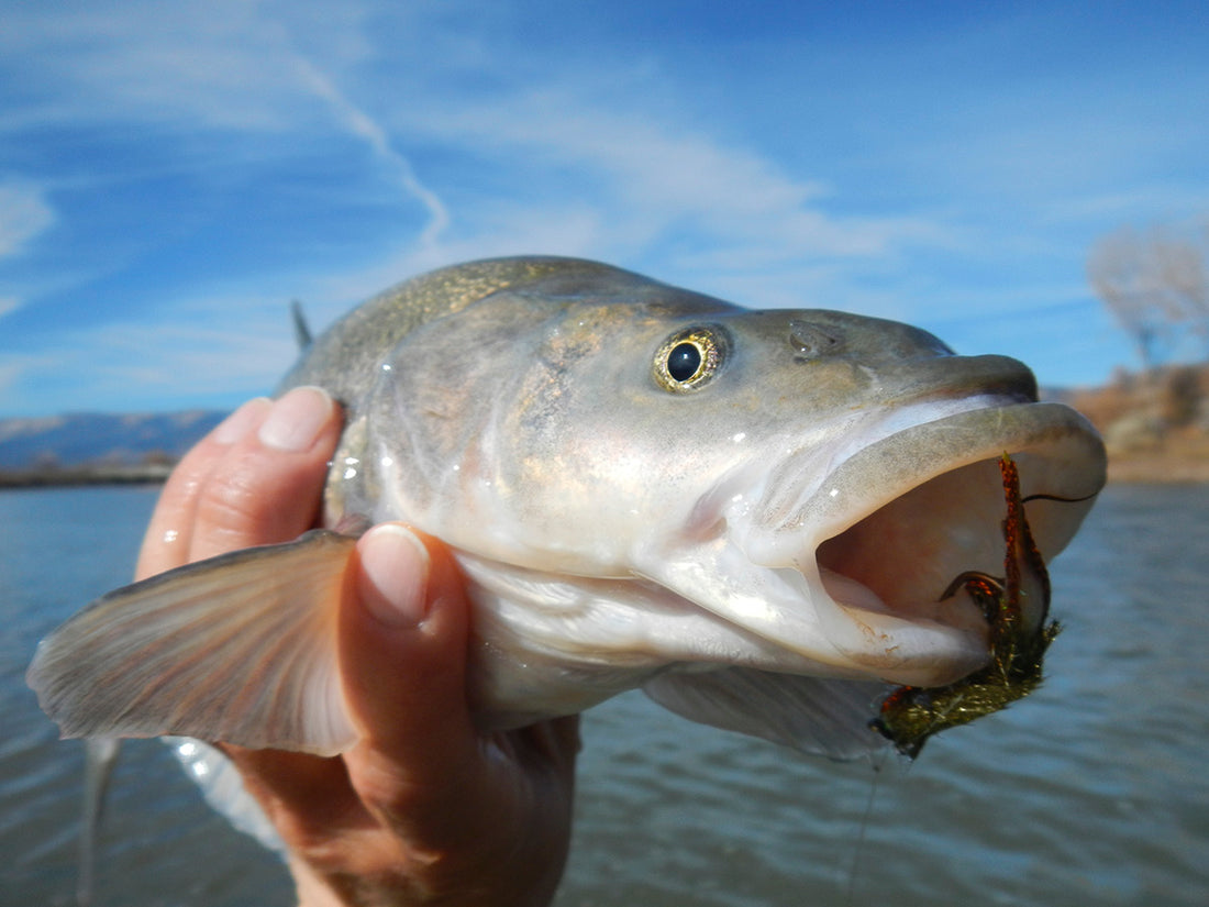 River Snook and Prawnobster