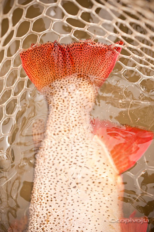 Everybody Loves A Greenback Cutthroat