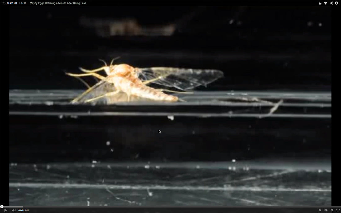 Cloeon Cognatum Ovoviviparous-ness