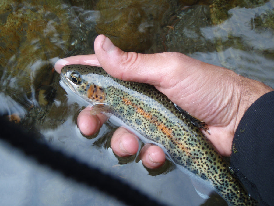 Smolt of the Month Contest