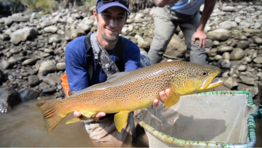 The Wrong Water, A Western Fish Rescue