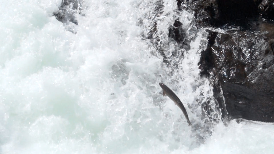 Wild Reverence Fall Tour