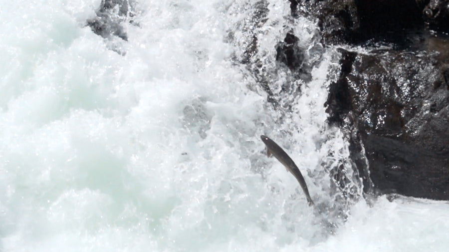 Wild Reverence Fall Tour