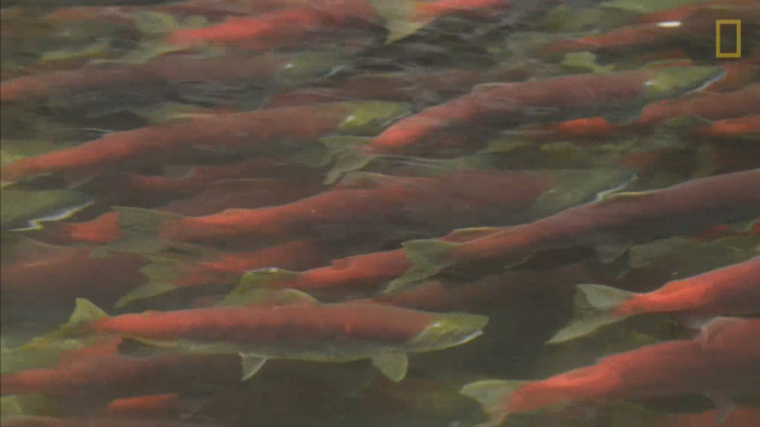 Fraser River Sockeye