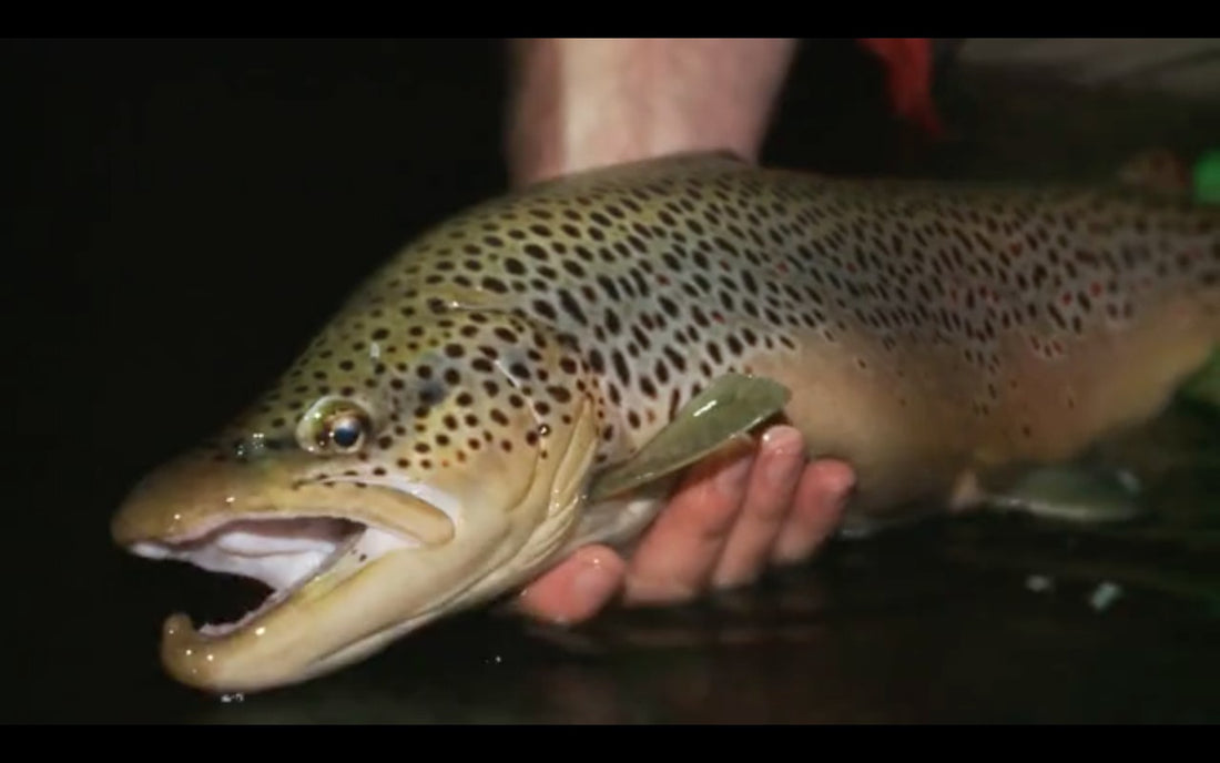 Music and Mousing with Cousin Joe