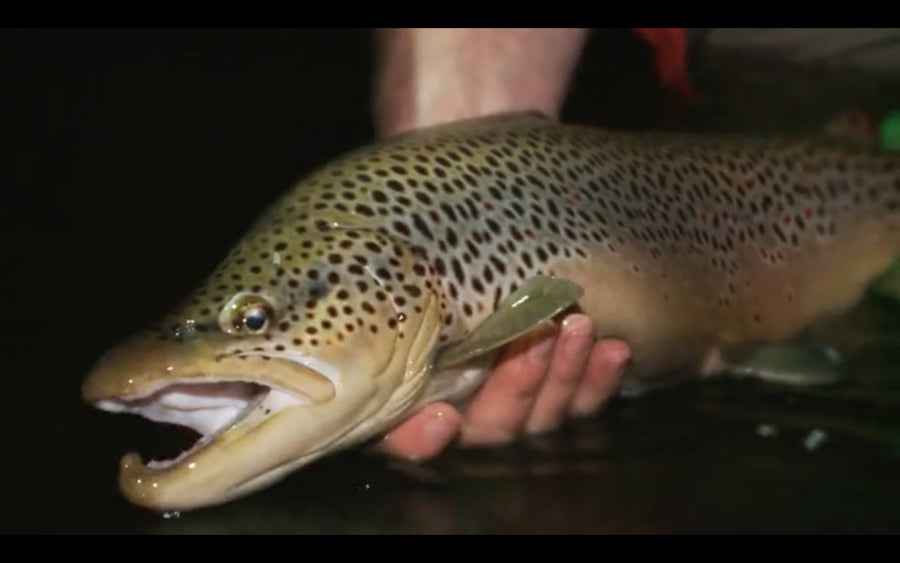 Music and Mousing with Cousin Joe