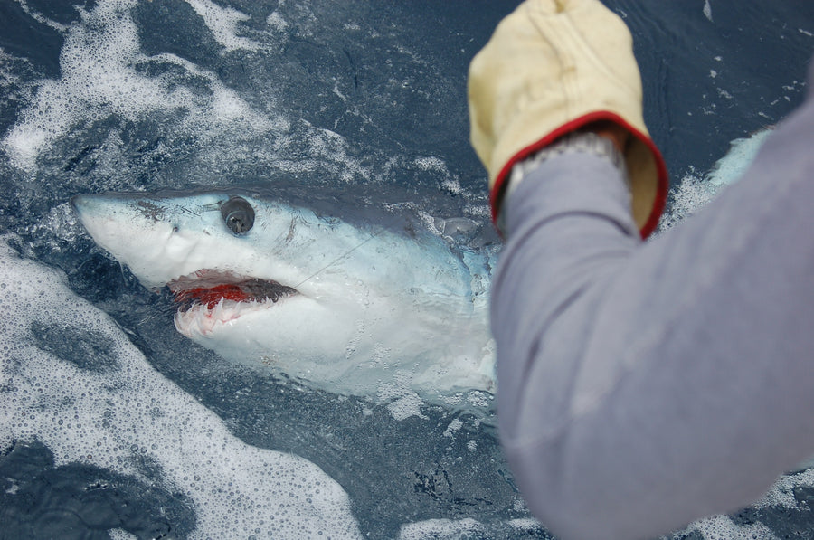 Charity Fly Fishing Catch & Release Mako Tournament