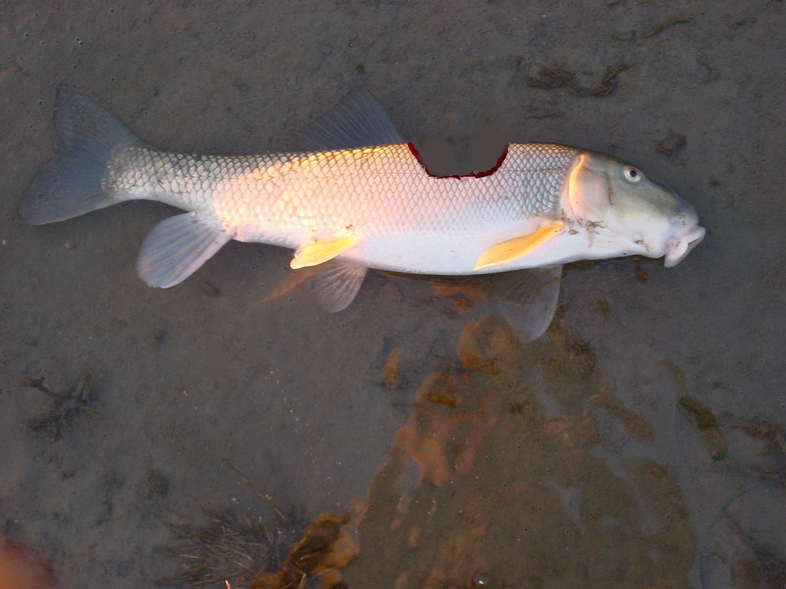 Extreme MOP (Montana Otter People) Competition