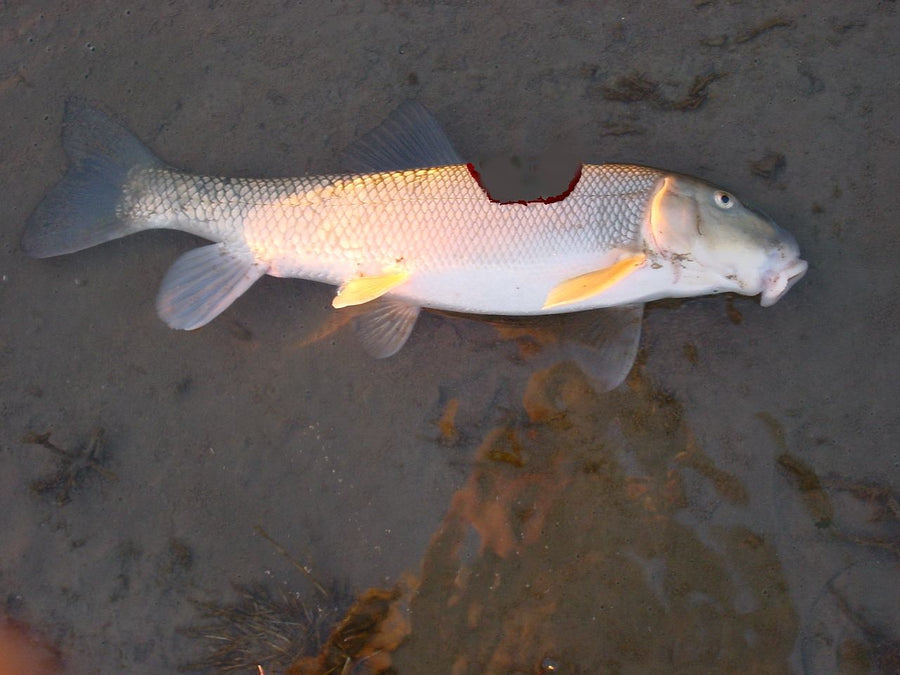 Extreme MOP (Montana Otter People) Competition