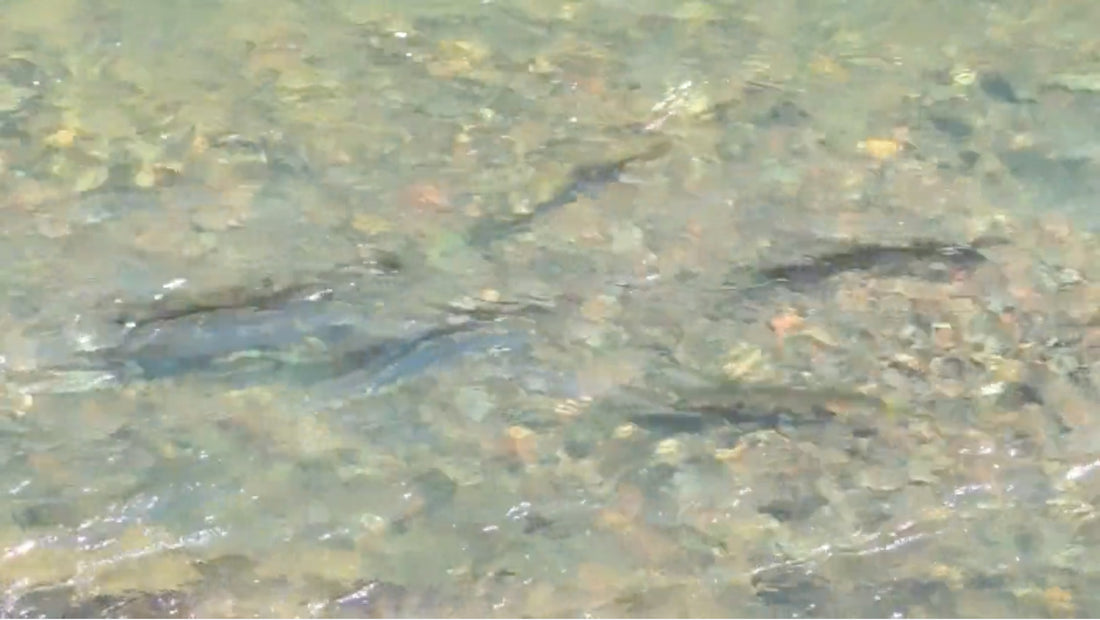 What They're Doing Now