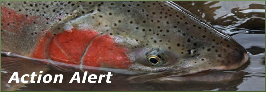 Puget Sound Steelhead Action Alert