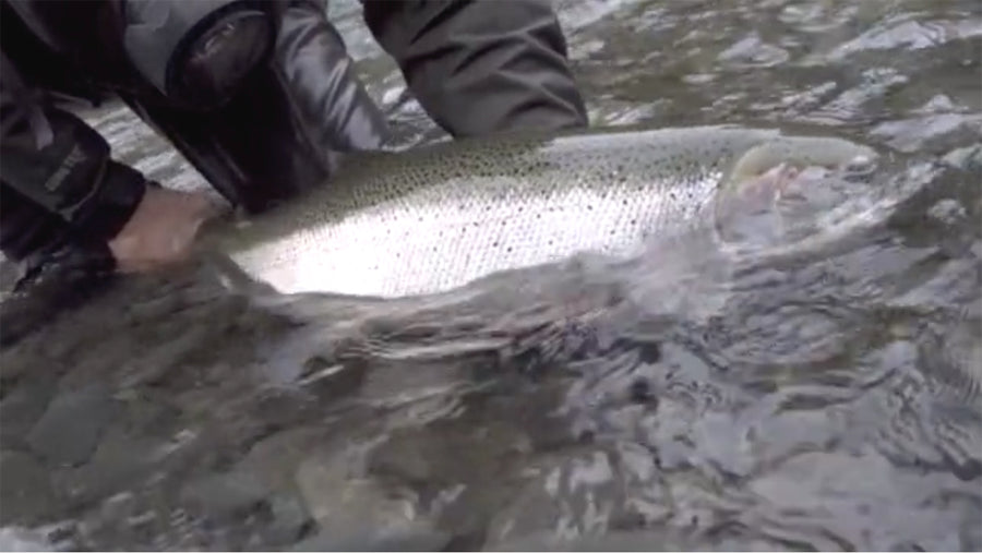 The Steelhead Files: Catch and Release