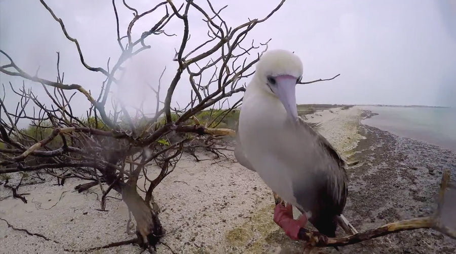 GEOBASS: Christmas Island