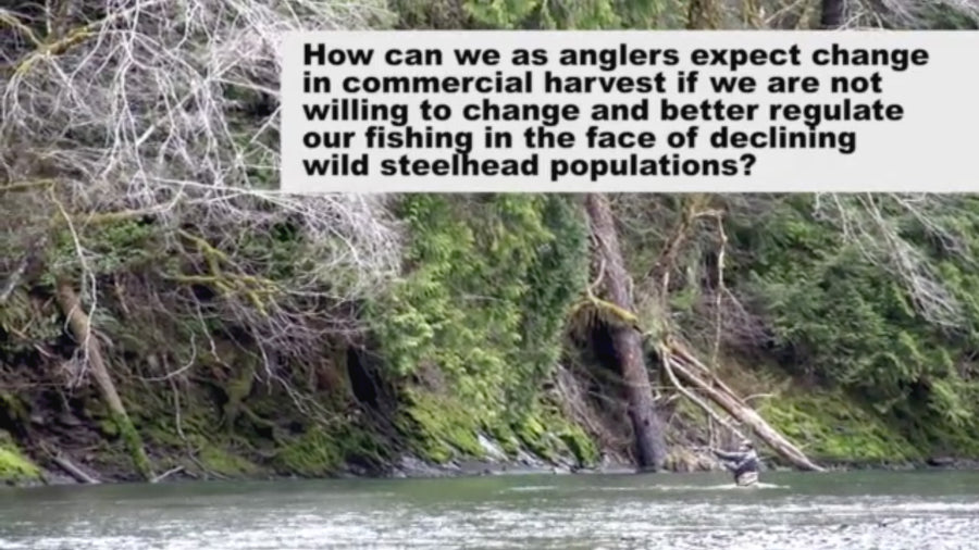 Olympic Peninsula Wild Steelhead Action Alert
