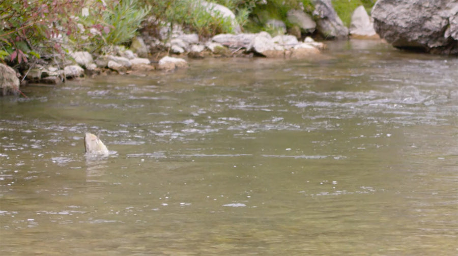 Redington Elements: Rises