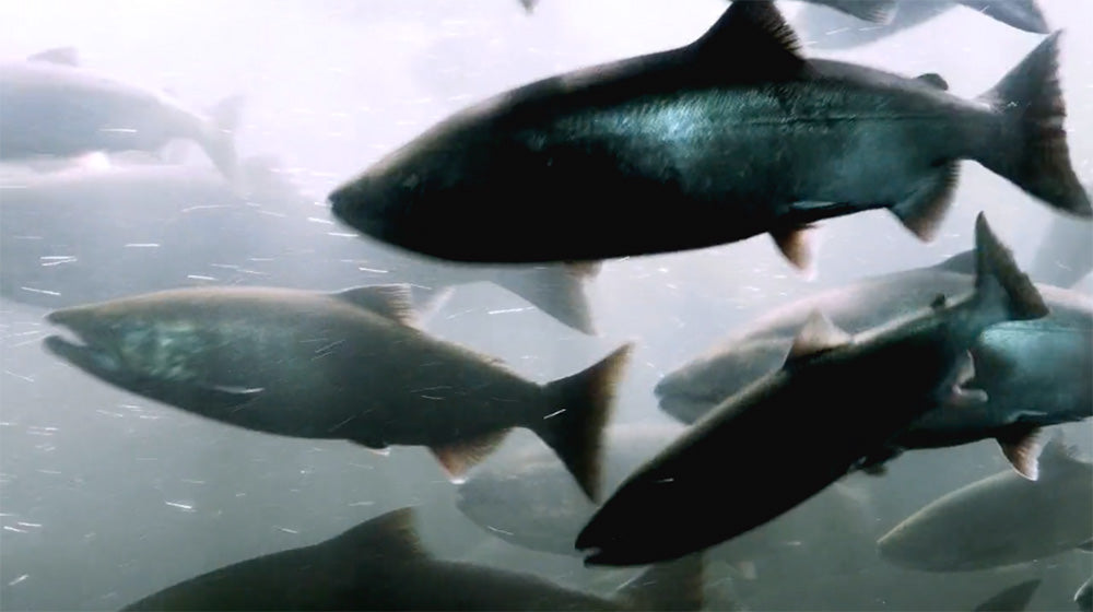 Orri's Quest for Atlantic Salmon