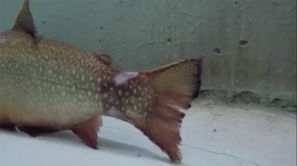 Tailing Glove Public Service Announcement