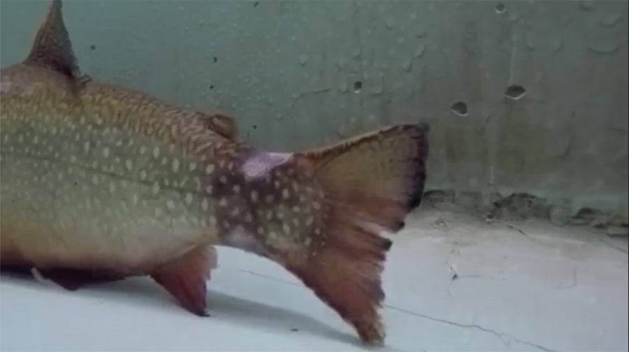 Tailing Glove Public Service Announcement