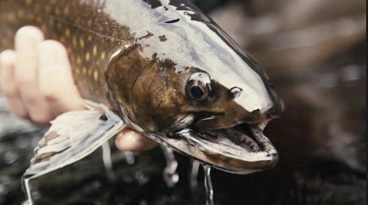 Sea Run Brookies on Cains River
