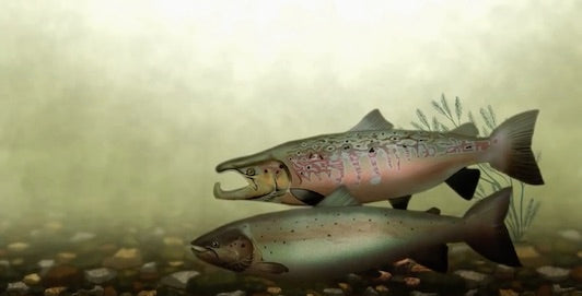Life Cycle of Atlantic Salmon