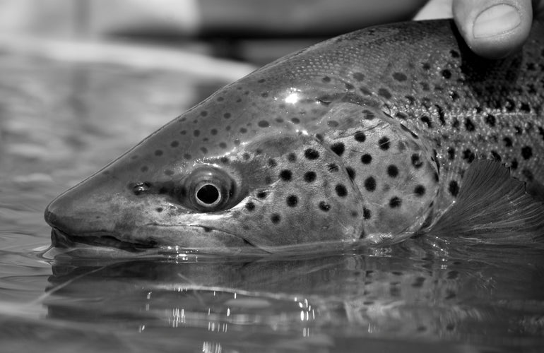 Big Hole Weekend Gone Wrong