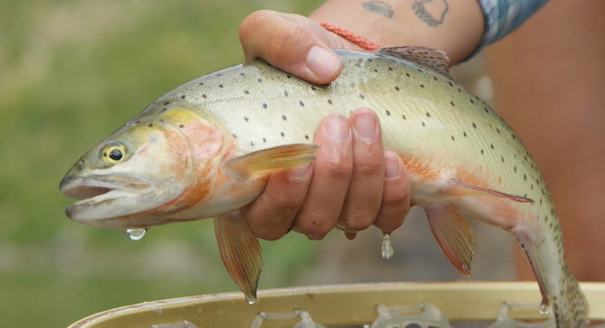 Find Your Water: Alpine Rises
