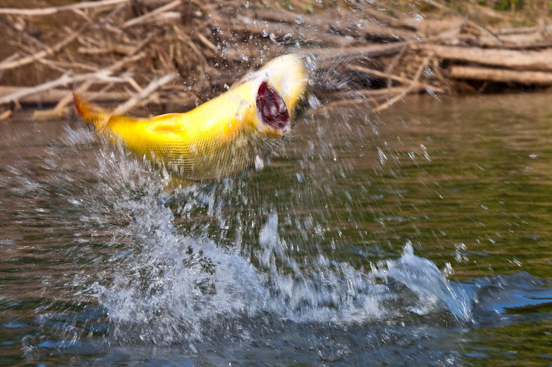 SCOUTING WINTER DORADOS