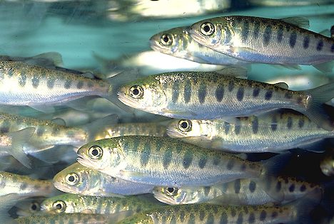 Smolt of the Month -- Winner!