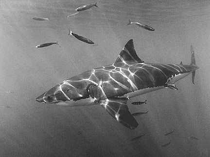 Pinterdike File: Great Whites, Brownlining, and Poetry