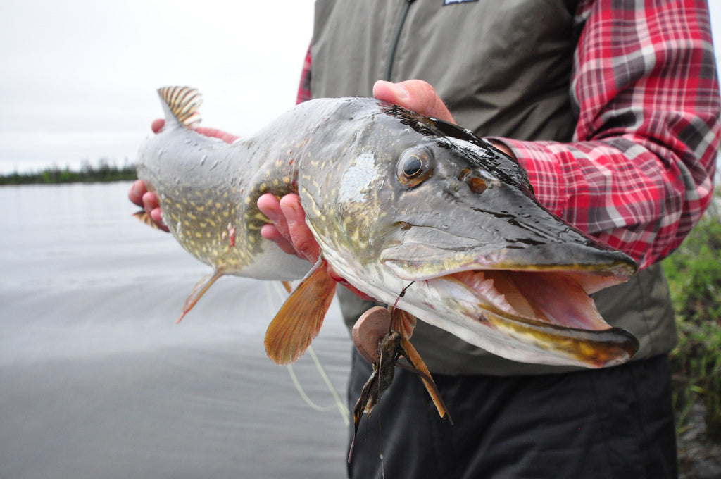 Notes from Northern Manitoba Pt. 2