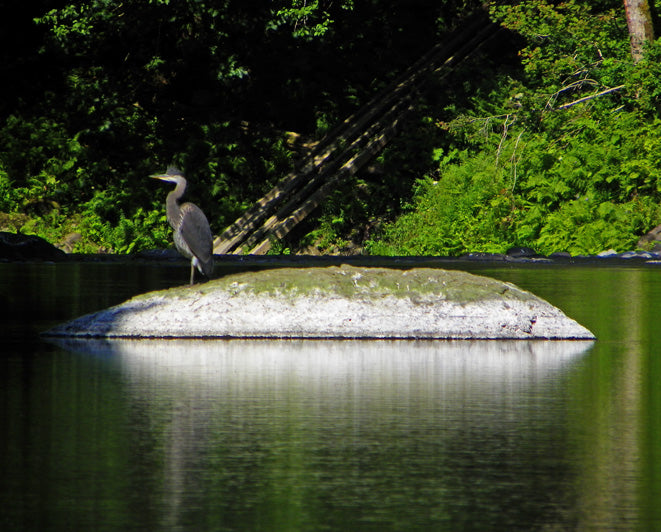 Herons as Fisherman