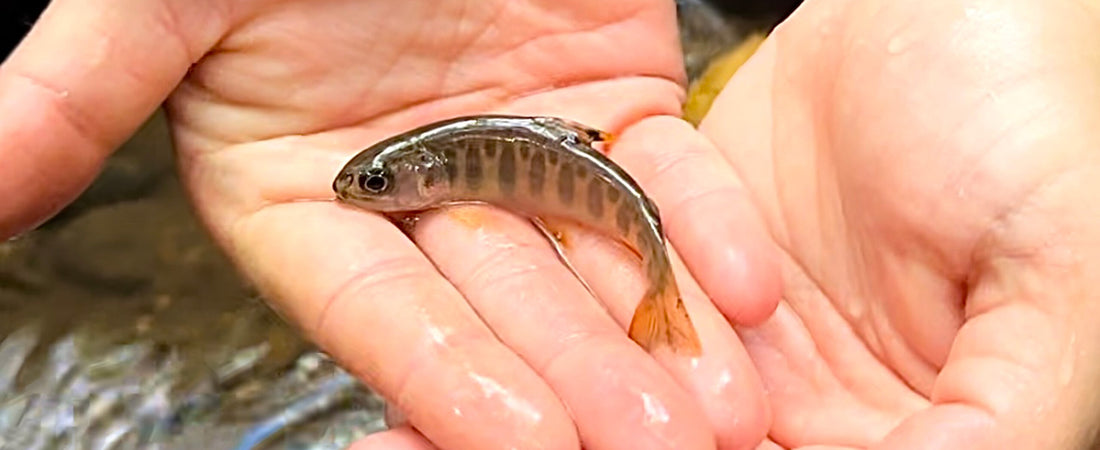 Smolt of the Month September