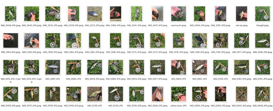 A screenshot of the author's fish photo thumbnails from an iPhone.