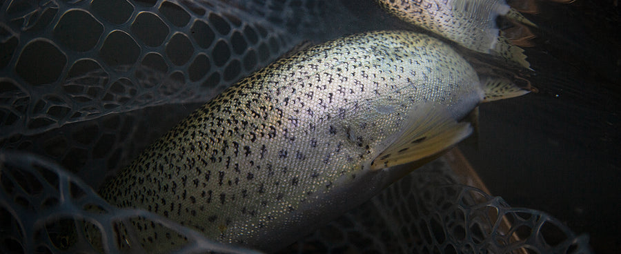 INCANTATION AT LITTLE SKOOKUM INLET