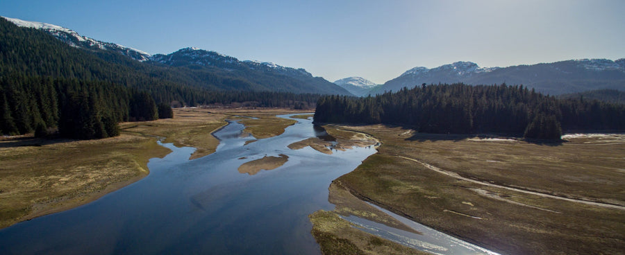 American Salmon Forest