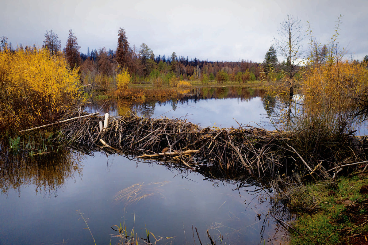 Beavers