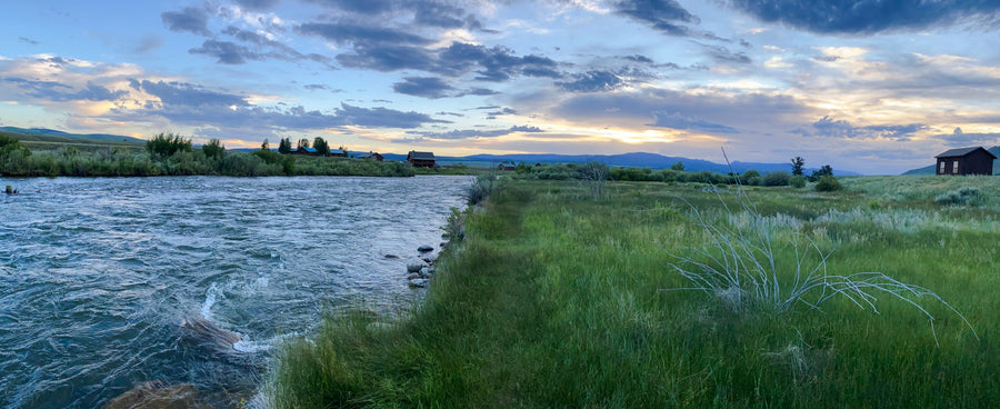 SKATEBOARD-SIZED TROUT ARE MACKING PMDS, YELLOW SALLIES AND JOHNNY THUNDER’S HEN-WING DUNS