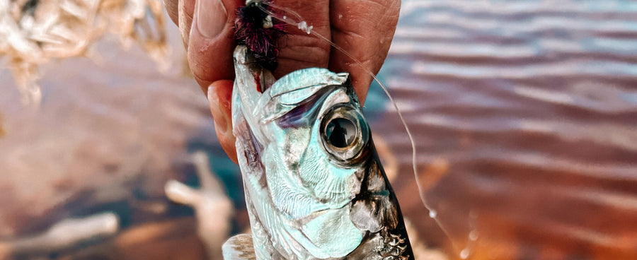 The Smolt of the Year winner. Photo Andy McKinley