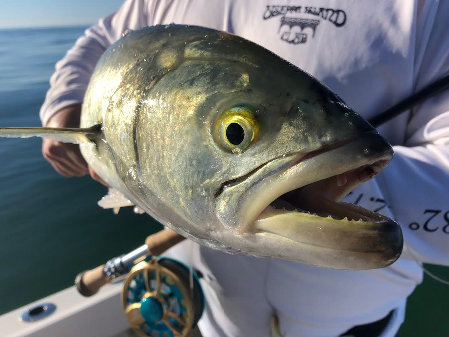 Essay Contest: Calling All Guides