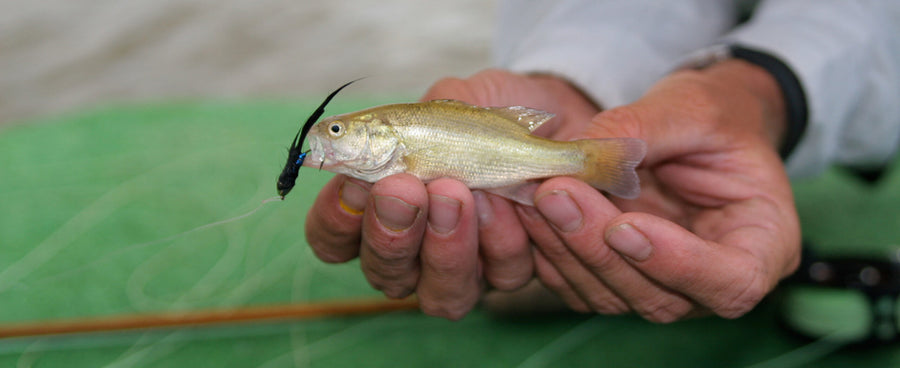 The Flyfish Journal's April Smolt of the Month. Photo: Kurt Olesek