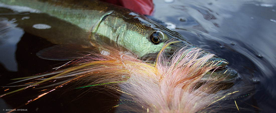 An emerald green musky caught by Gabe Schubert posed for a few quick photos before being released back into the upper Mississippi River.