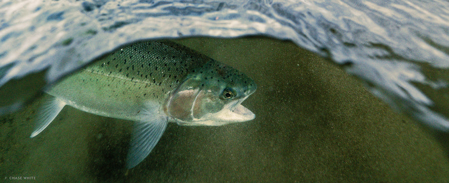 An angler encounters a wild rainbow trout in Alaska’s Katmai National Park and Preserve as fall transitions into winter.