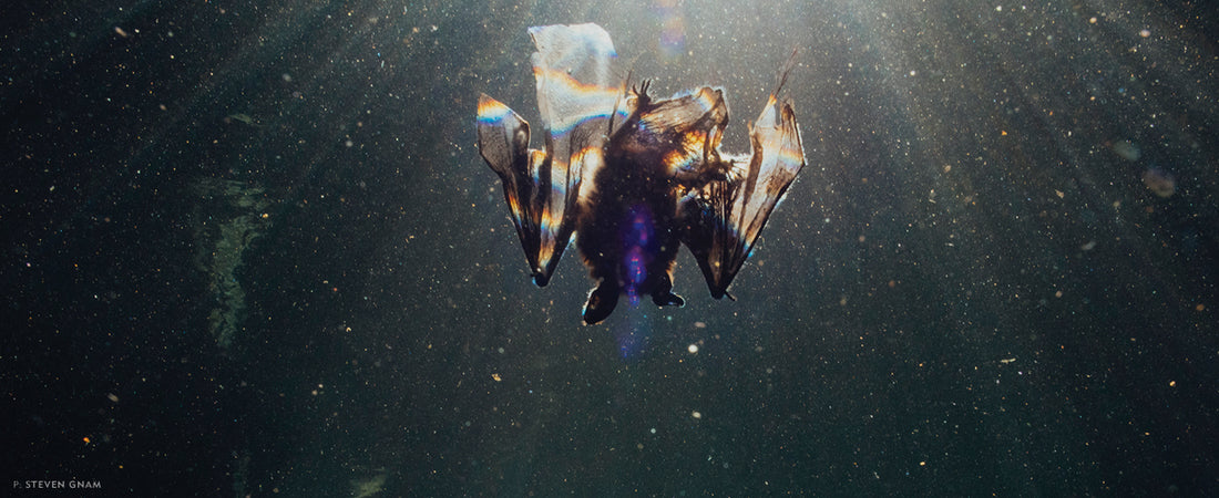 Love Poem for a Dying Bat