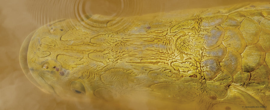 Peace after chaos. Once an arapaima has been measured and tagged in Guyana, they are held just below the surface of the water, allowing them to rest and take breaths of air when needed. Photo: Johann du Preez