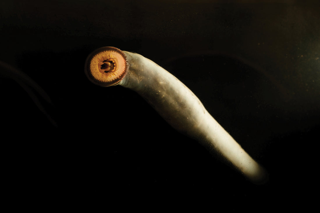 A lone Pacific lamprey in a viewing tank at the Nez Perce Tribal Hatchery, Lenore, ID. These fish go back more than 400 million years in the fossil record. Photo: Ben Herndon