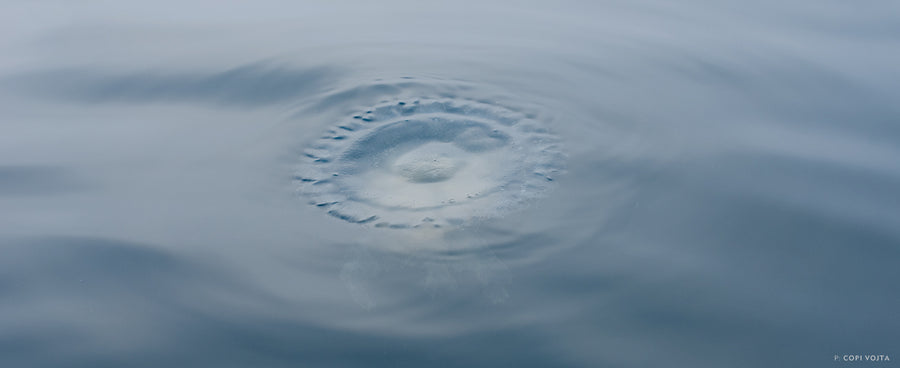 “If not for flyfishing, I would never be wet-wading the Puget Sound and dodging jellyfish, or pausing casts to jumping coho to stare at these ethereal creatures gently floating by in the tidal currents.” Photo: Copi Vojta