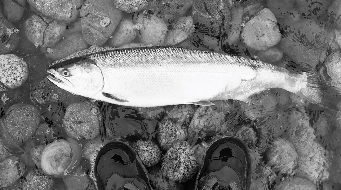 The fruits of hard work paying off with a fresh coho caught on a Puget Sound, WA, beach, quickly bled, kept cool in eel grass and filleted at home.