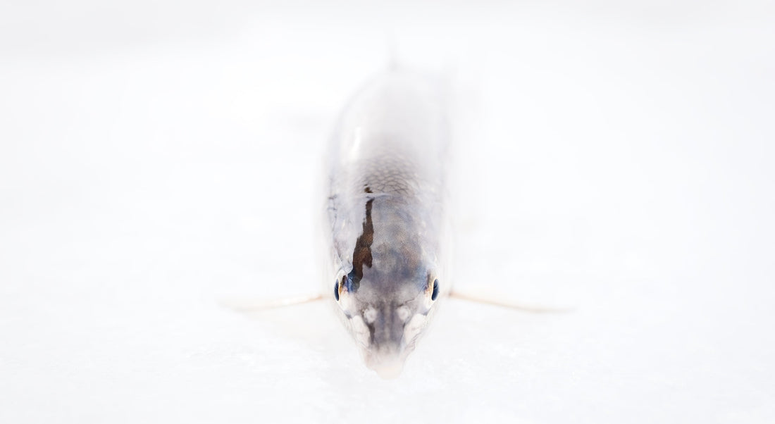This sharp-looking whitefish fell for a more pedestrian winter nymph rig during a warm January day on the Colorado River near Glenwood Springs, CO. Photo: Copi Vojta